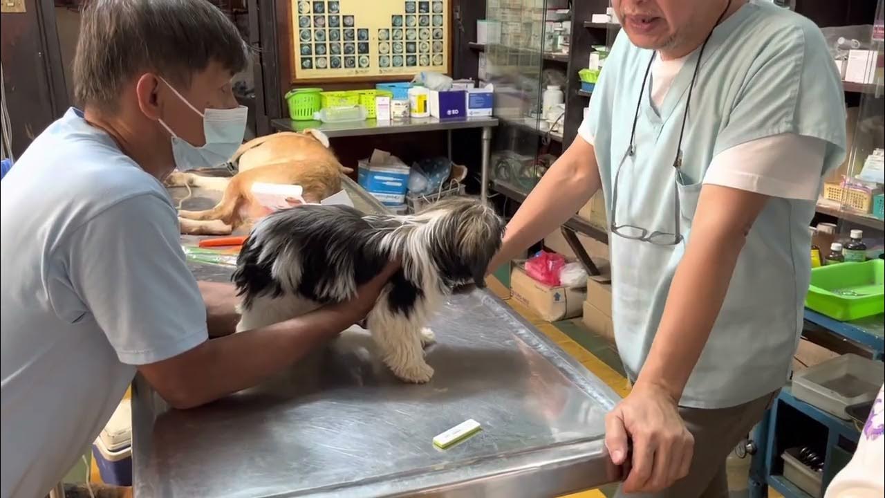 Sweet Lovely Dog “ Heart “ painful medical exam and laboratory for