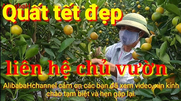 Quất tết, quất cảnh đẹp dáng tháp cho quất tết 2021| AlibabaHchannel