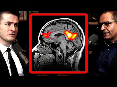 The Brain Thinking About Itself Default Mode Network Explained Charan Ranganath And Lex Fridman