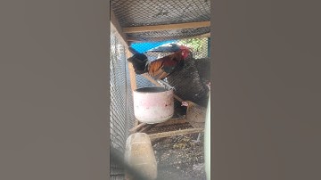 Qua Zoo zuj Zus Tuaj Lawm