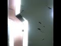 Buff este si está bueno🔥🔥🔥🔥 #anime #edit mi TikTok: kaiser_editz12