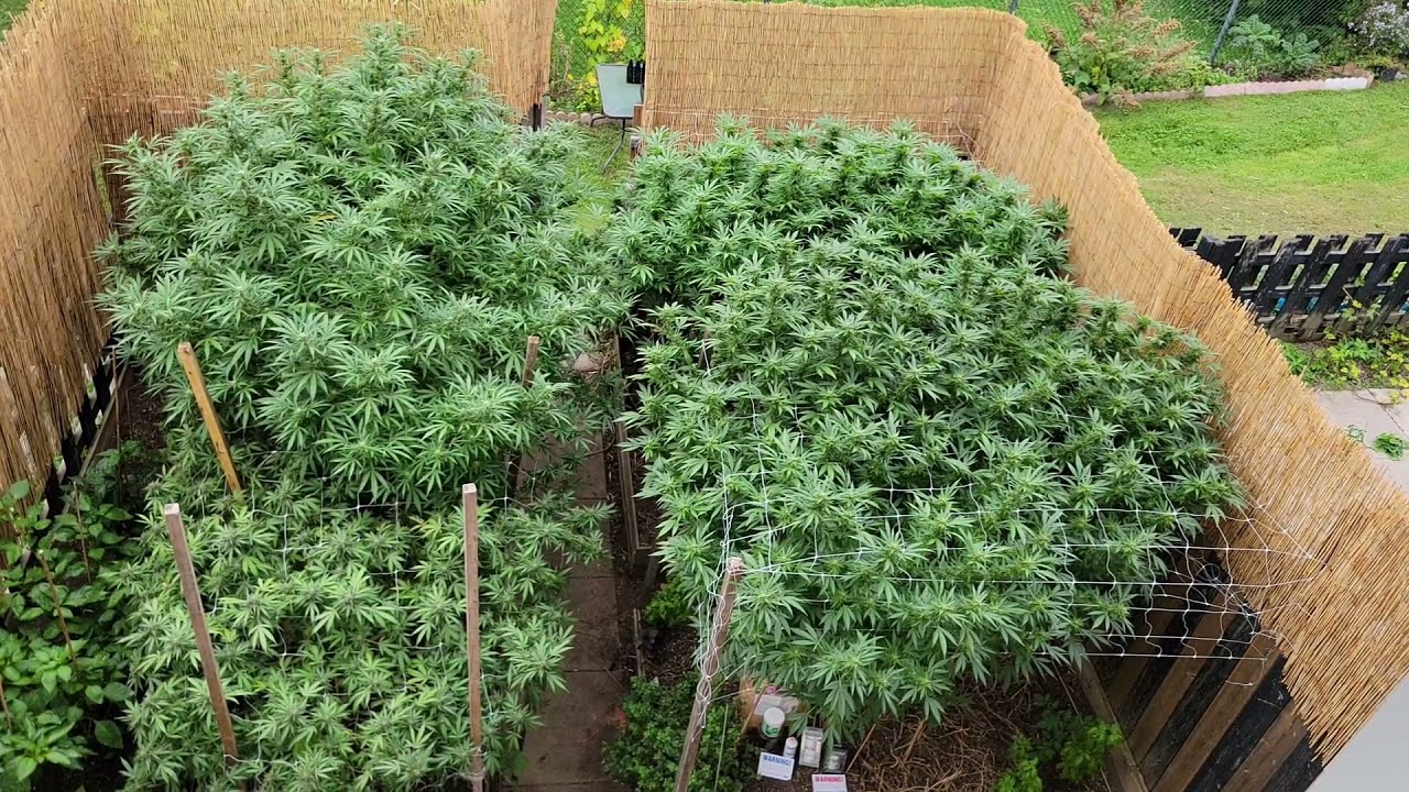 2021 Outdoor Grow Update(Grow Big Or Go Home)