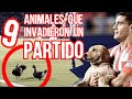9 Animales Que Invadieron una Cancha de Futbol de Equipos Mexicanos, Boser