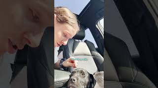 How Did A Dog This Perfect End Up On Someone’s Porch? | The Dodo