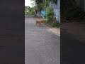 #dogshorts #dogfriends #doggodiaries #doggieshorts #doggies