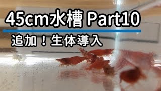 【45cm水槽】Part10 追加！生体導入 極火蝦（レッドファイヤーシュリンプ,アクアリウム,初心者）