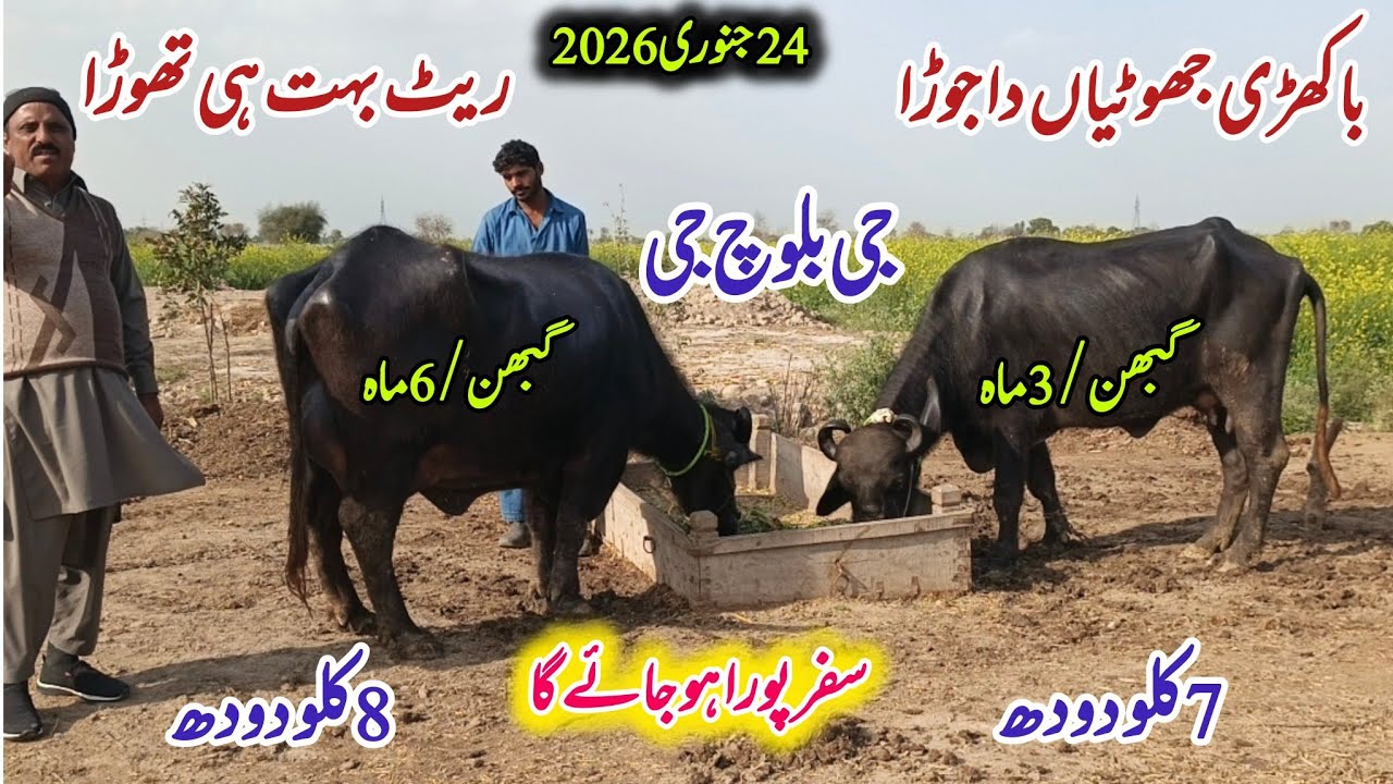 لیاقت علی511گ۔ب{2باکھڑی بھینس23جنوری2026} Top Pure Neli,Nili Ravi Buffalo for sale on ZafarAnimalTv 