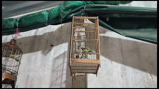 Download Lagu chia sẻ cách tập chim chém cánh MP3