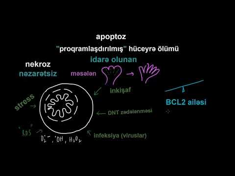 Video: Artan oksidləşdirici stress ilə?