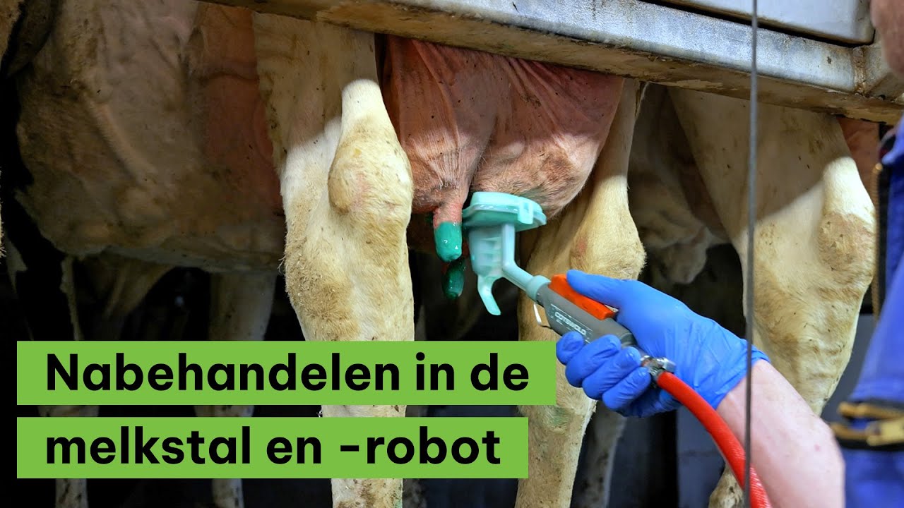 BoerENverstand: Nabehandelen in de melkstal en -robot