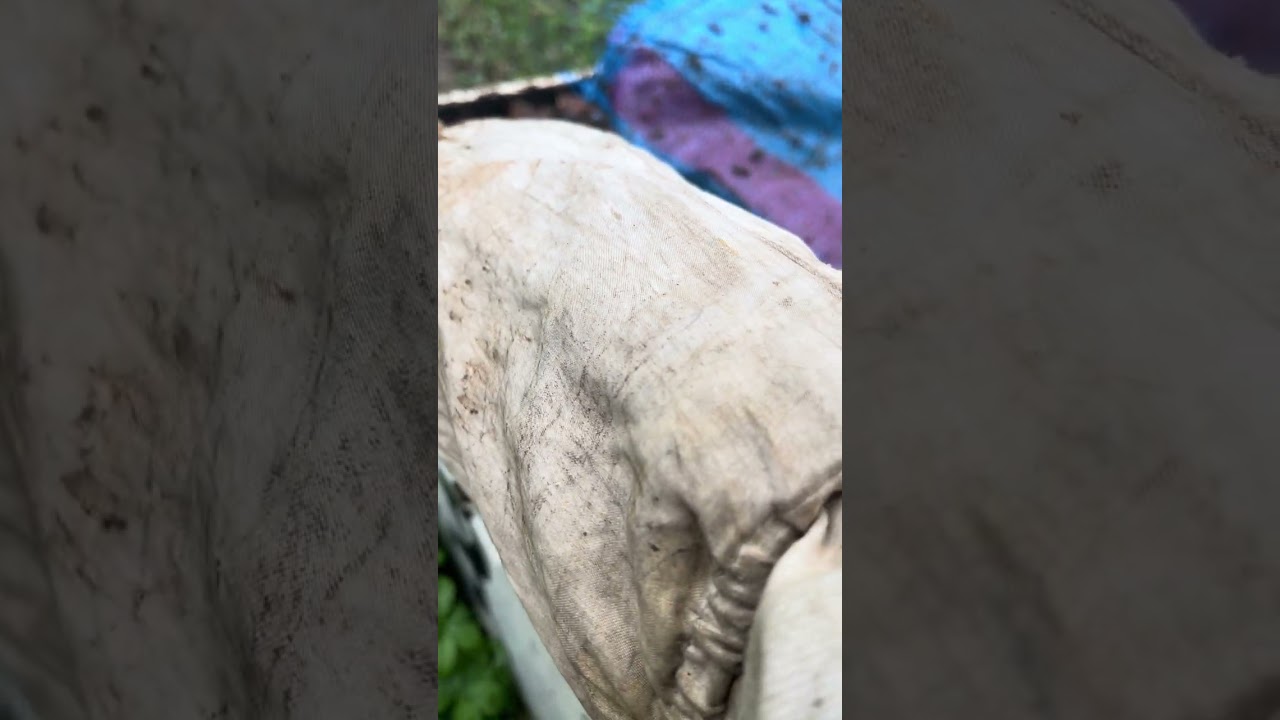 ظاهرة النمل فوق خلية النحل #foryou 