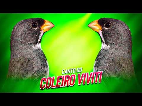 Coleiro Papa Capim Canto Viviti, Coleiro Papa Capim Canto Viviti Curta  nossa Página e Coompartilhe!, By Cantos e Encantos de Pássaros