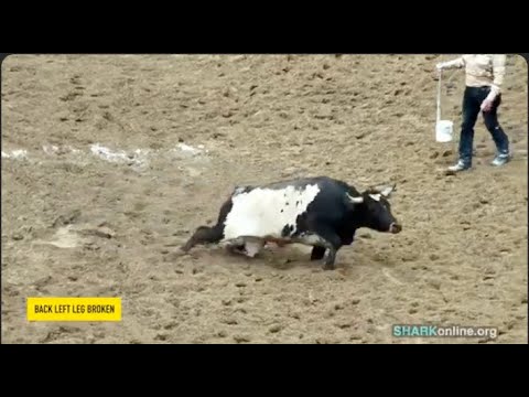 Animal Hell In Ogle County, Illinois