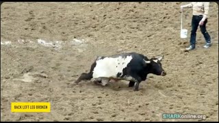 Animal Hell in Ogle County, Illinois
