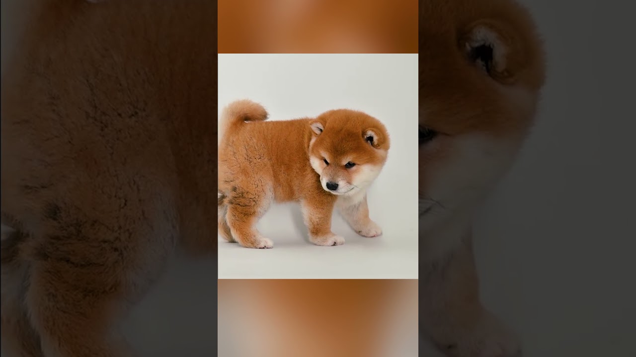 Follow me to watch all kinds of cute pet videos every day