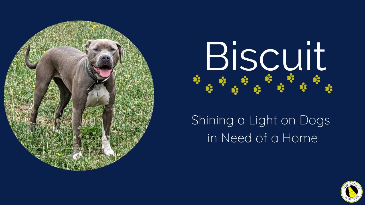 Biscuit