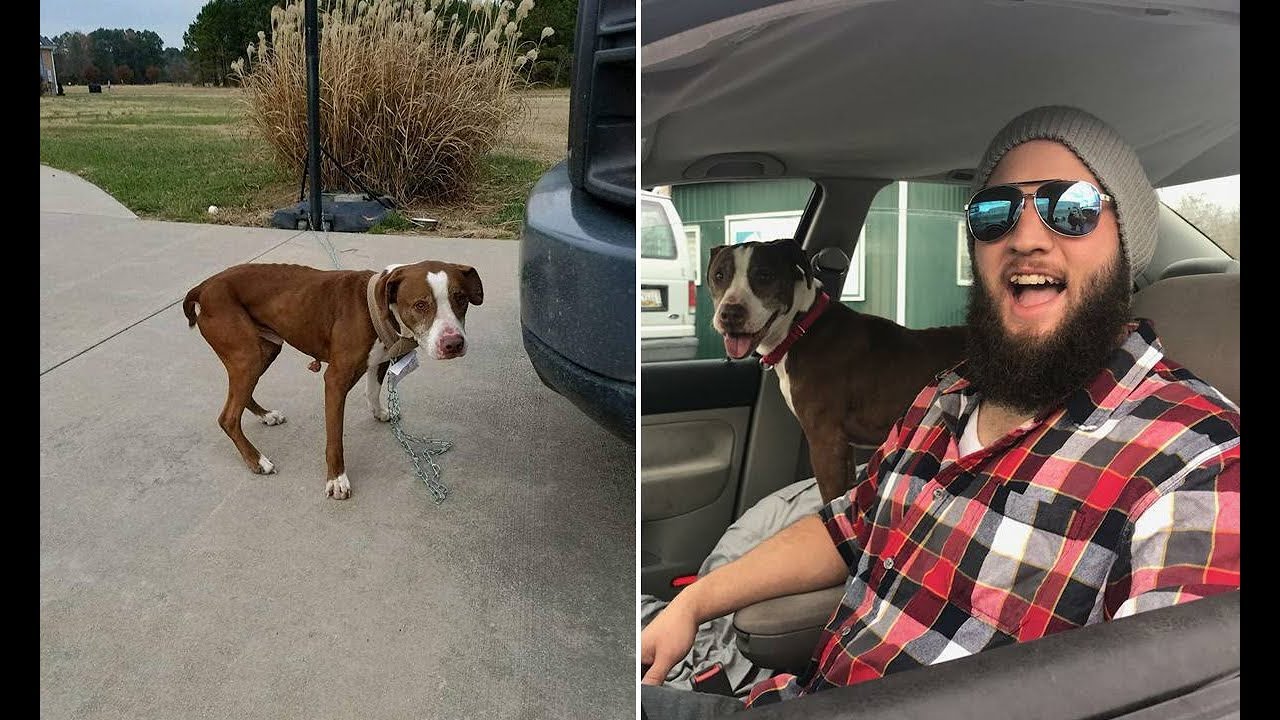 A Woman’s Angry Ex Dumped Her Dog 1,000 Miles From Home. Then A Stranger Took Him On A Road Trip