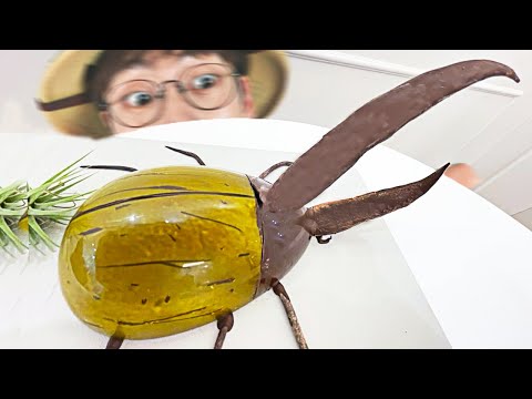 헤라클레스왕장수풍뎅이 초콜릿 만들기!