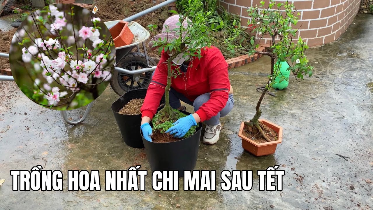Trồng hoa Nhất Chi Mai để chơi hoa Tết năm sau