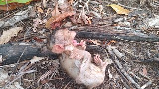 Bayi Monyet Prematur Butuh Asih Ibunya