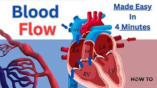 Blood Flow Through the Heart Made Easy in Just 2 Minutes