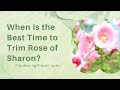 When Is the Best Time to Trim Rose of Sharon?