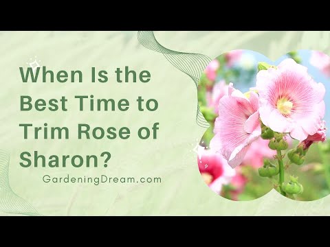 تصویری: هرس گل رز شارون - چگونه و چه زمانی باید رز شارون را هرس کرد