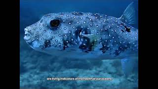 Panama and the Ocean: A National Commitment to Sustainability