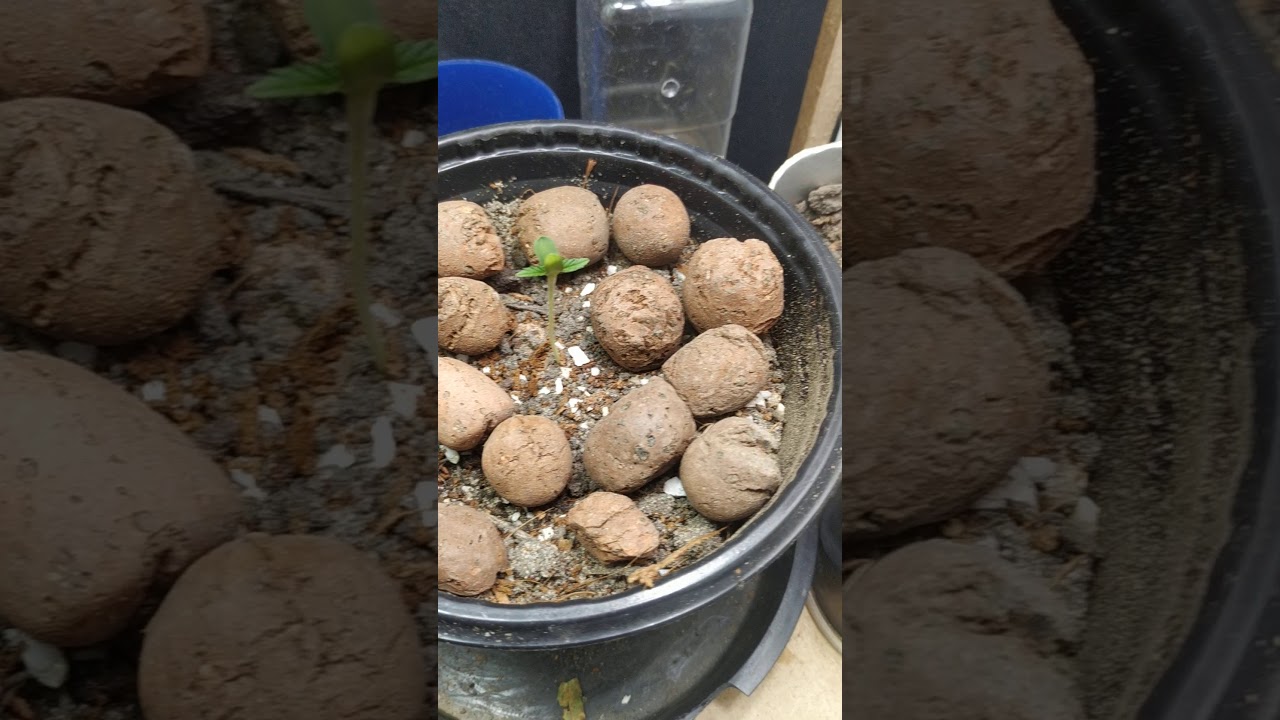 GrowBiarra de sapateira, primeiro cultivo Indoor. (Mudas)