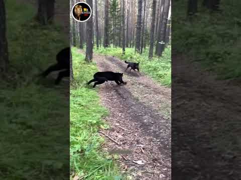 Panther & Rottweiler. Funny moments from the walk #shorts #short