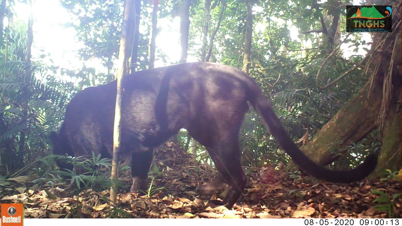 Monitoring Macan Tanahalisa di Resort PTNW Cimantaja, Sukabumi