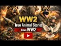 WW2 Animal Heroes Sleep Story | Wojtek & Judy Friendship Tale | Calm Rain Ambience ASMR
