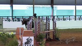 Bohdania 2'9 Hunters Harvest Premier Katy, Texas