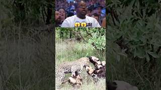 Nature is Brutal! Wild Dogs vs. Cheetah 🐆😱 #Wildlife #Nature #Safari #Cheetah #WildDogs #ytshorts
