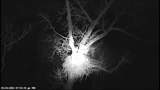 Dale Hollow Eagle Camera Live Stream