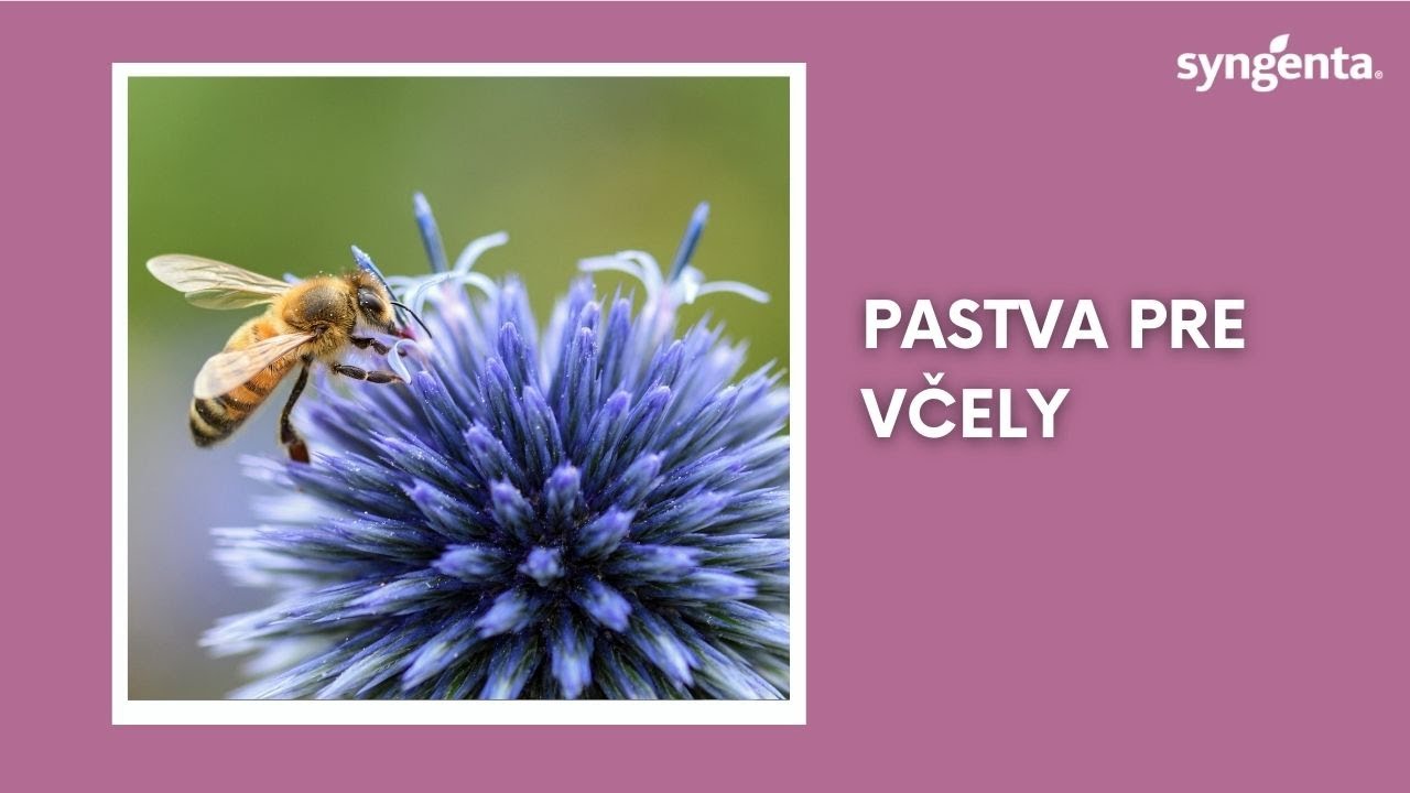 SK - Pastva pre včely | Syngenta Slovensko