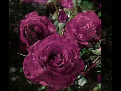 RAMBLIN' ROSE by Nat King Cole