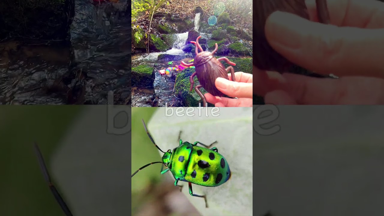 Kids Learn | Bug Insect Names at the Waterfall: Earthworm Praying Mantis Beetle 