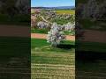 FPV flight Nature #fpv  #nature #drone #dji #rc #offroad #summer