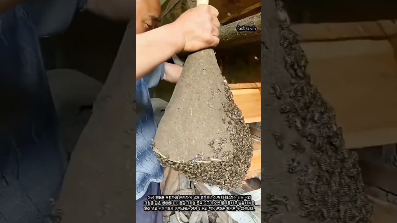포획한 야생벌 벌통에 옮기기 #worker #process #honeybee #transfer #nature bekijken op YouTube 포획한 야생벌 벌통에 옮기기 #worker #process #honeybee #transfer #nature bekijken op YouTube