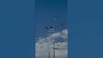 كل عام ونحن على نهج الحسين 