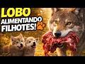 SIMULADOR DE LOBO 🐺 | Criando filhotes de lobo em meio aos perigos de Yellowstone - Wolfquest