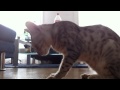 Serengeti Cat Minos Being Trained to 'Schleck' (lick his lips)