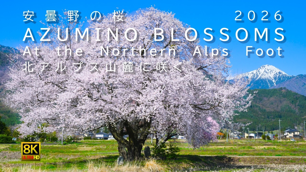 2026安曇野の桜・北アルプス山麓に咲く 8K映像 常念岳・爺が岳・鹿島