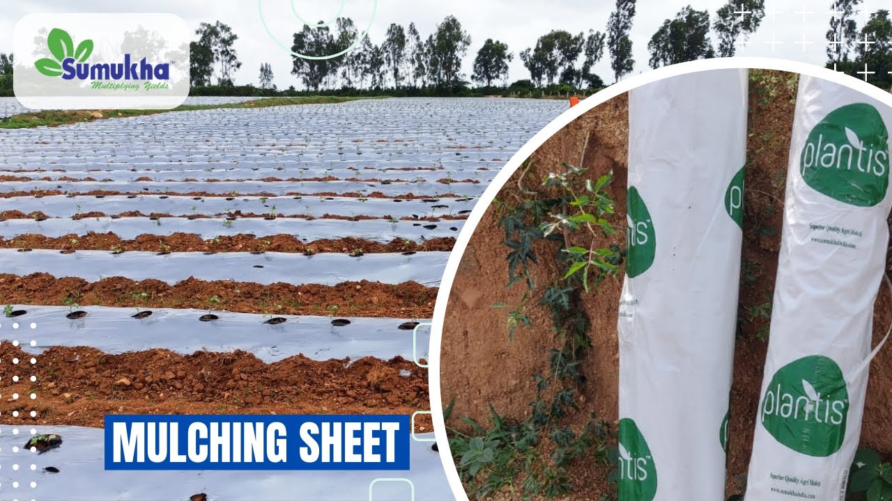 Mulching Paper for crop quality #mulchingpaper #howtoputmulching paper #howtoinstallmulchingpaper