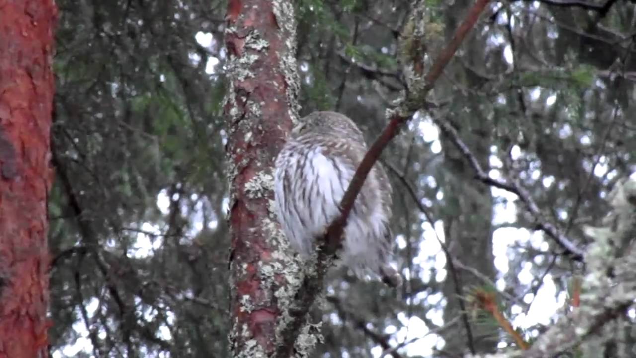 Varpuspöllö / Eurasian Pygmy Owl/18.11.2011 