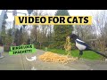 VIDEOS FOR CATS | Birds Love Spaghetti