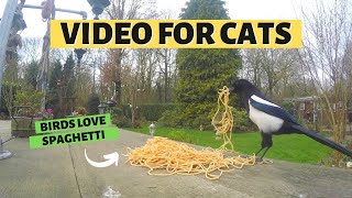 VIDEOS FOR CATS | Birds Love Spaghetti