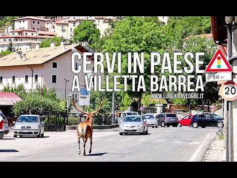 Cervi in paese a Villetta Barrea: il "borgo dei cervi" nel Parco Nazionale d'Abruzzo