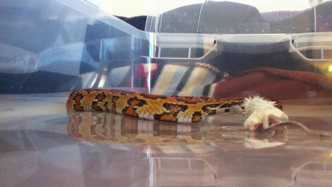 red rat snake diet Jewel Feeding video #1